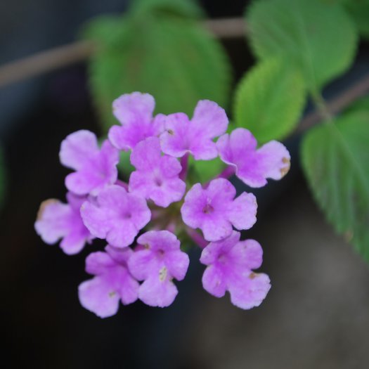 Lantana montevidensis